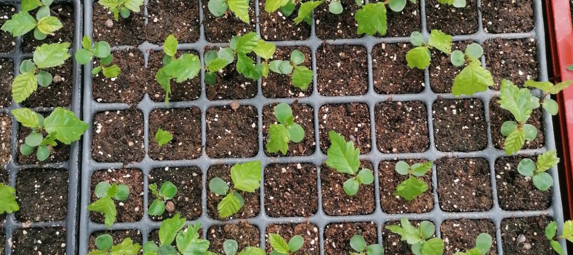 Plantations pousse d'arbre