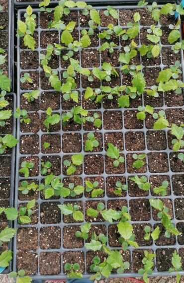 Plantations pousse d'arbre