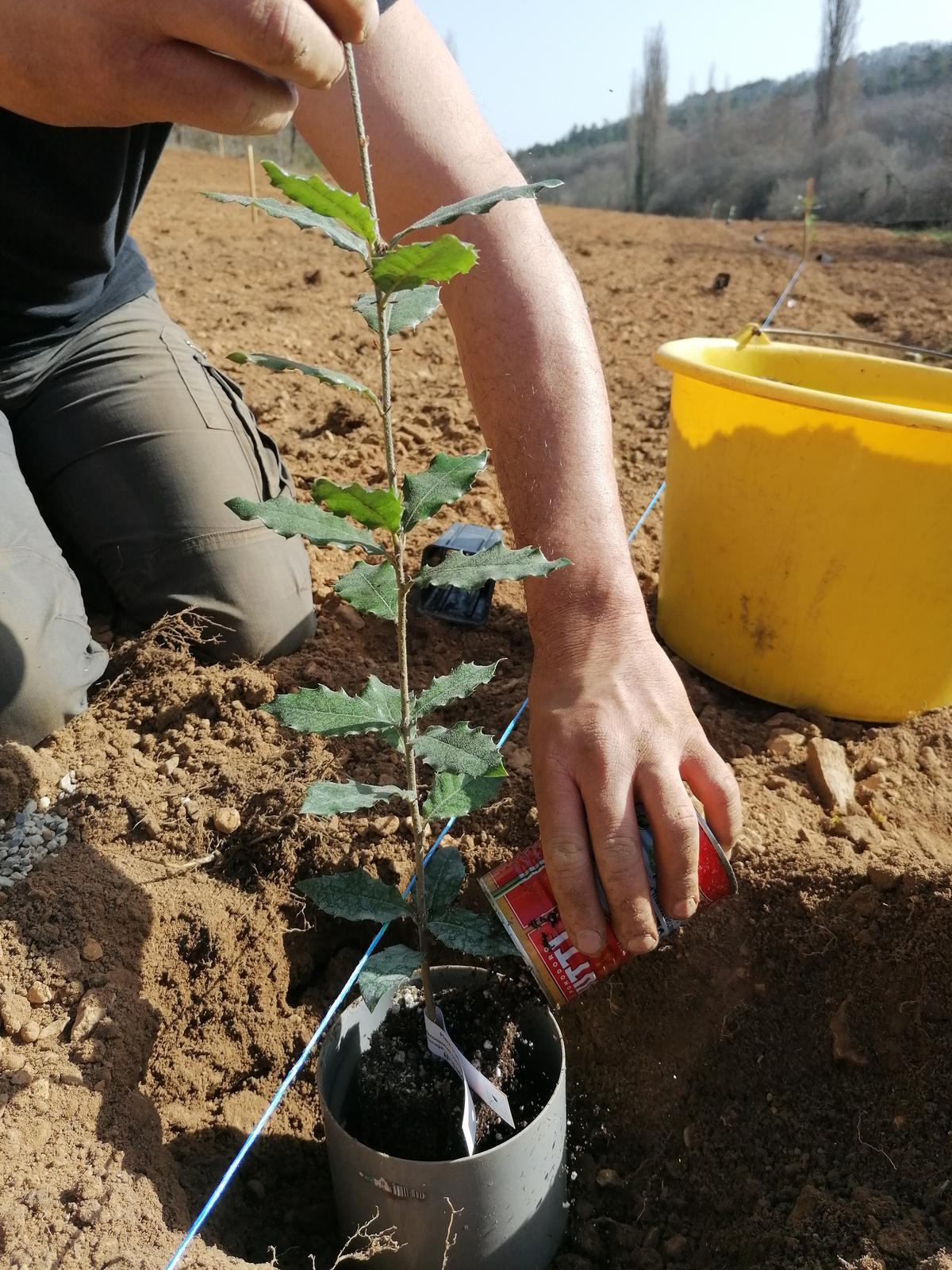 photo plantation truffier